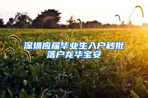 深圳应届毕业生入户秒批落户龙华宝安