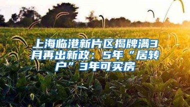 上海临港新片区揭牌满3月再出新政：5年“居转户”3年可买房